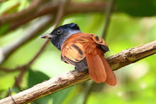 壽帶鳥普通亞種 壽帶鳥普通亞種