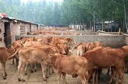 犢牛臍炎 犢牛臍炎