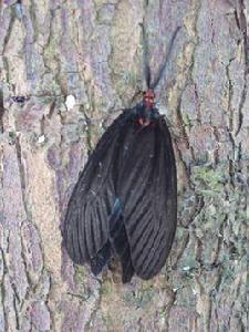 重陽木錦斑蛾 重陽木錦斑蛾