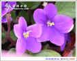 紫羅蘭花