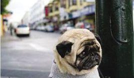 最憂傷狗 最憂傷狗