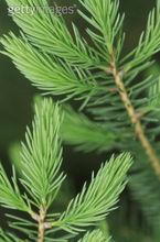 白雲杉枝葉果實