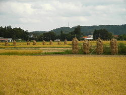 稻米是日本主食，圖為栗原市稻田