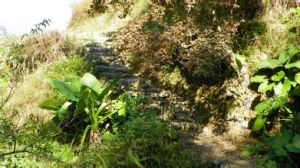 龍馬古道 龍馬古道