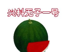 興科一號 興科一號