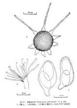 青檀球針殼 青檀球針殼