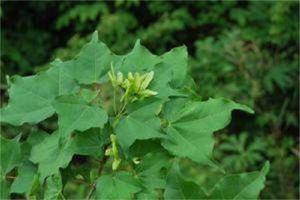 彎翅色木槭 彎翅色木槭