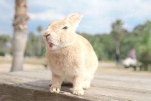 兔島 兔島