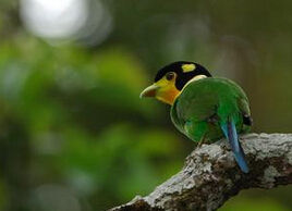 馬來長尾闊嘴鳥