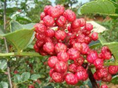 毛刺花椒(變種) 毛刺花椒(變種)