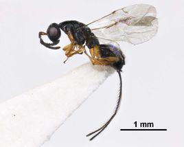 歪葉榕小蜂 歪葉榕小蜂