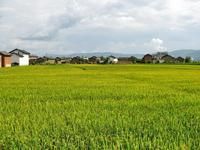 水碓自然村 水碓自然村