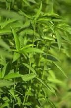 中引黃麻1號 中引黃麻1號