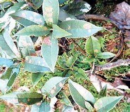 桂花葉斑病 桂花葉斑病