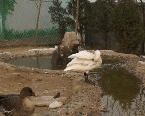 勝利天鵝湖動物園 勝利天鵝湖動物園