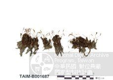 尖葉狹葉仙鶴蘚 尖葉狹葉仙鶴蘚