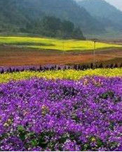 大木花谷 大木花谷