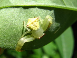 角紅蟹蛛 角紅蟹蛛