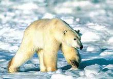 白熊[熊科動物]