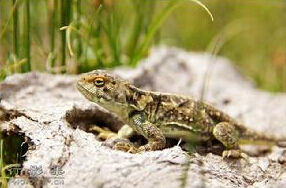 荒漠沙蜥 荒漠沙蜥