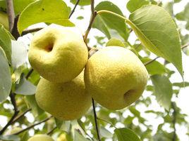 寧陵酥梨 寧陵酥梨