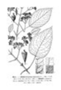 大果鑽地風 大果鑽地風