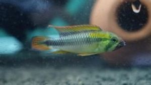 白玉鳳凰 白玉鳳凰