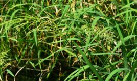 菰[禾本目禾本科植物]