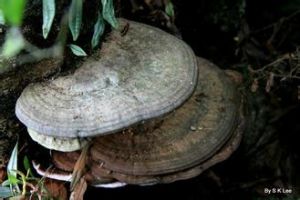 裂迭靈芝 裂迭靈芝