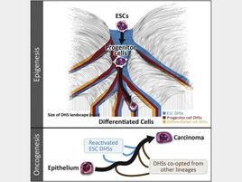 DNaseI超敏感位點 DNaseI超敏感位點