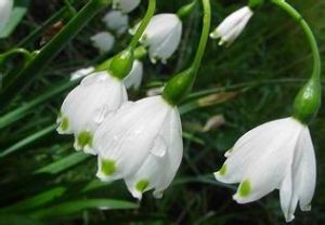 雪片蓮屬 雪片蓮屬