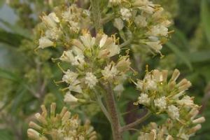 川西合耳菊 川西合耳菊