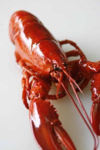 加拿大龍蝦 加拿大龍蝦