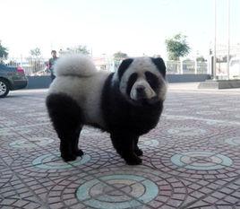 松獅熊貓裝 松獅熊貓裝