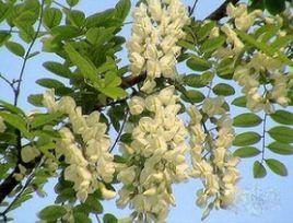 胡力海鎮 胡力海鎮