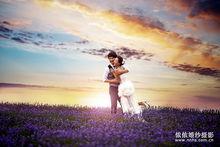 普羅旺斯薰衣草