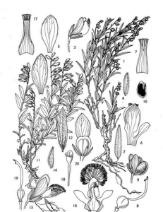 老牛筋亞屬 老牛筋亞屬