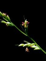 淡黃香茶菜 淡黃香茶菜