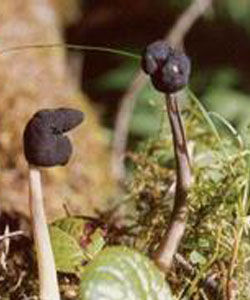 黑馬鞍菌 黑馬鞍菌