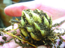 青島百合各部分形態