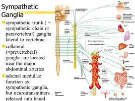椎前神經節 椎前神經節