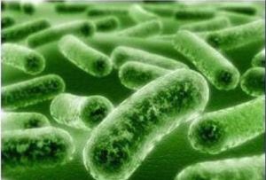 腸道細菌 腸道細菌