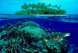 海龜島[iPhone遊戲]