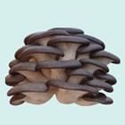 白黃側耳 白黃側耳