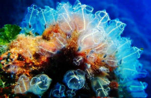 七彩斑斕珊瑚美麗圖冊