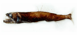 印度太平洋星衫魚