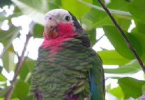 古巴亞馬遜 古巴亞馬遜