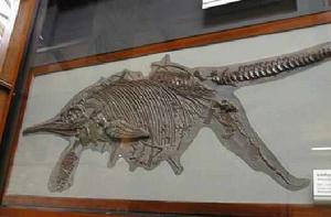 大眼魚龍 大眼魚龍