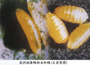 棉田美洲斑潛蠅 棉田美洲斑潛蠅