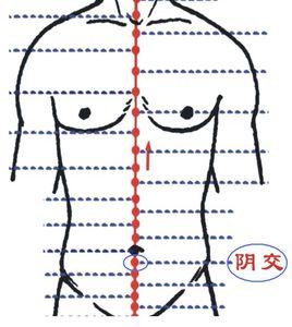 陰交穴 陰交穴